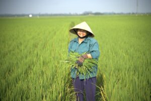 Câu chuyện người làm nông Sepon Hành trình 6 tháng trồng lúa hữu cơ – không thuốc, không phân hóa học. 1 VI 00557