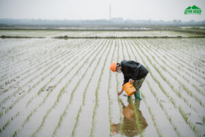 Câu chuyện người làm nông Sepon Hành trình 6 tháng trồng lúa hữu cơ – không thuốc, không phân hóa học. 5 VI 00894