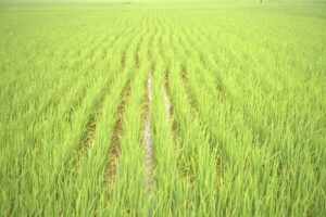 Câu chuyện người làm nông Sepon Hành trình 6 tháng trồng lúa hữu cơ – không thuốc, không phân hóa học. 2 VI 08340