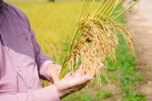 Câu chuyện người làm nông Sepon Hành trình 6 tháng trồng lúa hữu cơ – không thuốc, không phân hóa học. 4 z6612027534463 c9577b7b76c420045d4f284debb7aea5