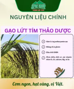 TRÀ GẠO LỨT TÍM SEPON 8 TR